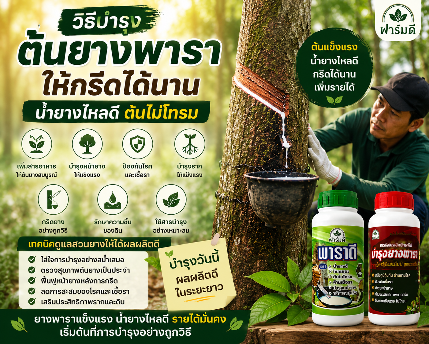 วิธีบำรุงต้นยางพาราให้กรีดได้นาน น้ำยางไหลดี ต้นไม่โทรม